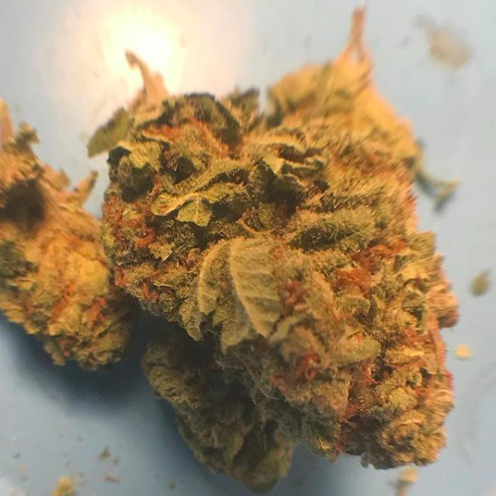 Indica In The Couch Cannabis Quest