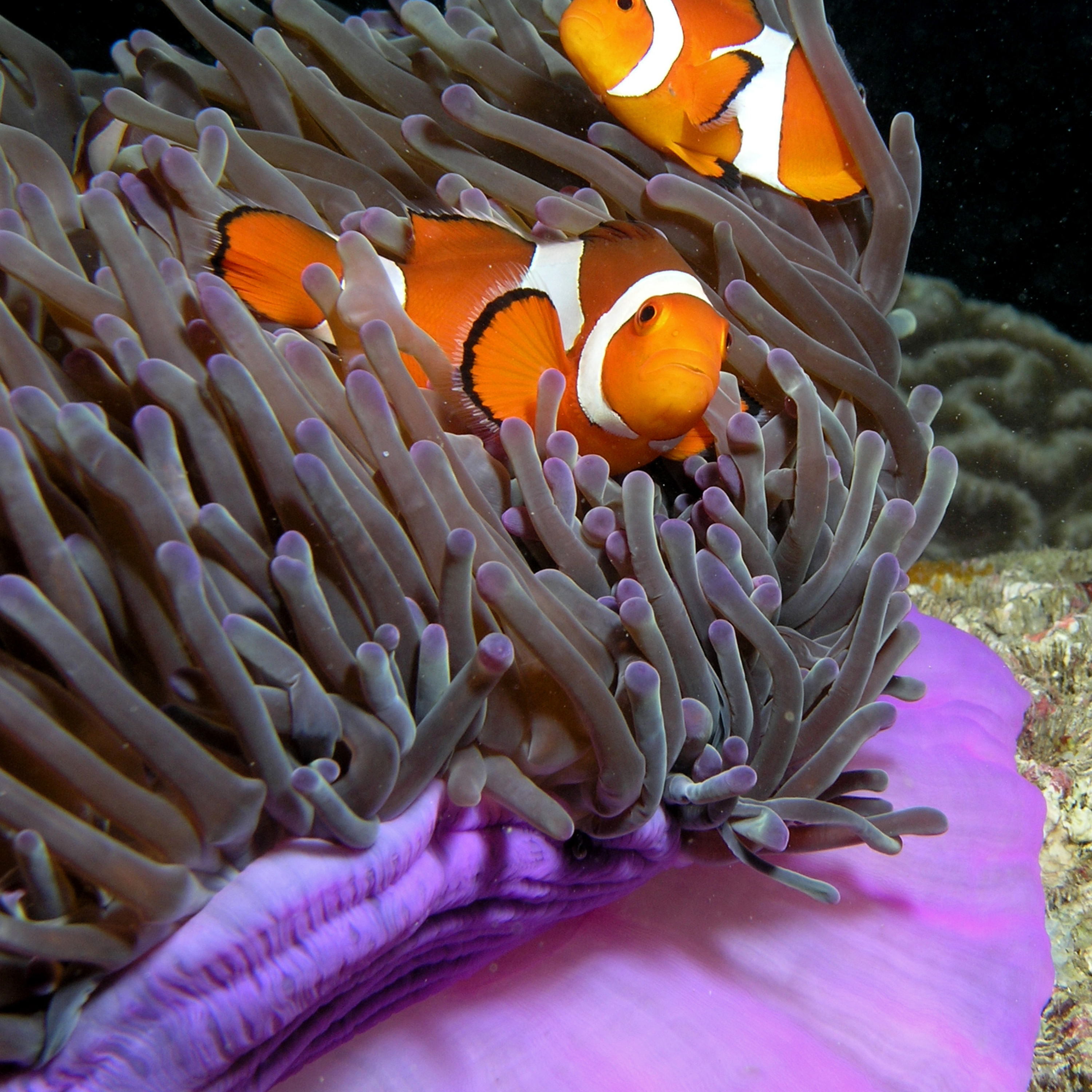 Ocean Lovin' 2 - Clownfish