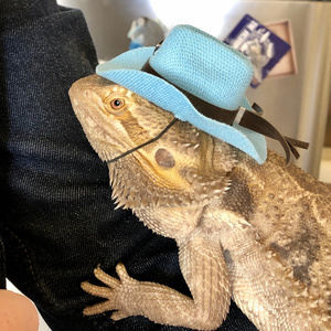 Thumb 1599762248 artwork