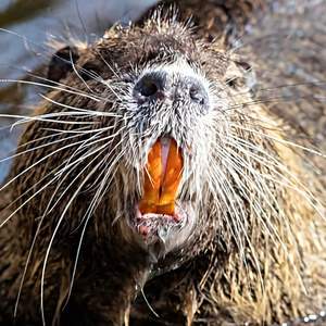 Thumb 1600968417 artwork