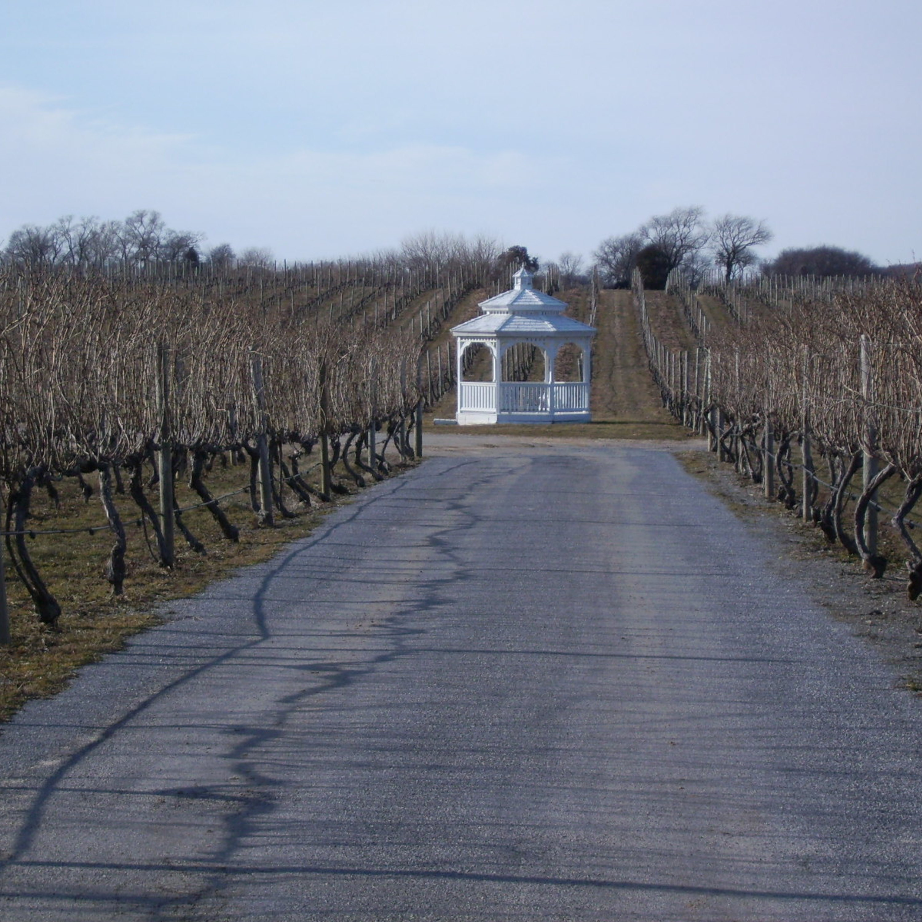 Episode 113: Long Island Wine