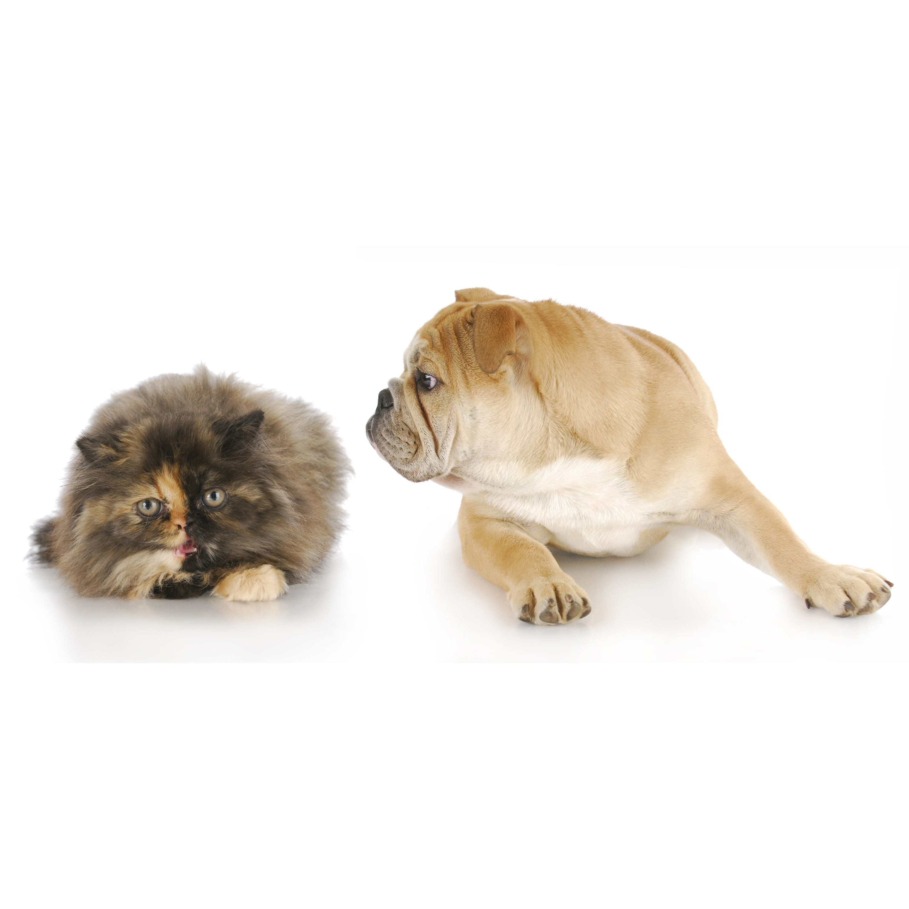 Ep. 77: This week I learned dogs really are smarter than cats, and more